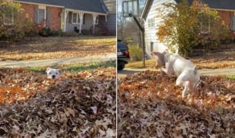 落ち葉の布団がふっかふか!ボクサー犬の子犬が潜ったり跳ねたりと楽しそう!!