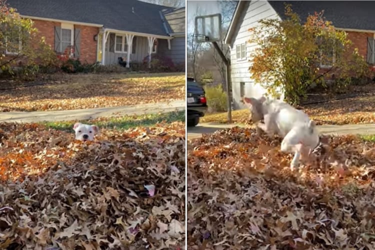 落ち葉の布団がふっかふか！ボクサー犬の子犬が潜ったり跳ねたりと楽しそう！！