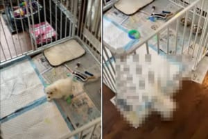 合間を縫って3時間もかけて作ったのに・・・。せっかく組んだペットケージも生後8週間のちっちゃな子犬には効果がなかったようです