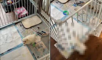 合間を縫って3時間もかけて作ったのに・・・。せっかく組んだペットケージも生後8週間のちっちゃな子犬には効果がなかったようです