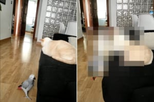飛ぶのではなく、わざわざソファをよじ登って猫にちょっかいをかけに行くオウム。もしかしてこの子たちパワーバランス逆転してる？