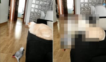 飛ぶのではなく、わざわざソファをよじ登って猫にちょっかいをかけに行くオウム。もしかしてこの子たちパワーバランス逆転してる?