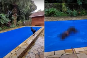 「シートの敷かれたプールの上を駆ける元気な犬。これはこれでなんだか楽しそう！」