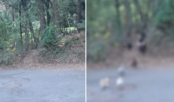 お隣さんの敷地に侵入していた放し飼いのニワトリと七面鳥。ところが飼い主さんが大声で呼びかけると・・・