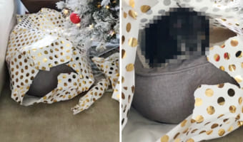 「クリスマスプレゼントありがと~」ラッピングして置いていたクリスマスプレゼントが開封されてる!中身を確認すると・・・