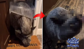 寝る前のトイレを渋るブタさん。しかしその後、きちんとトイレを済ませると・・・ご褒美をゲットしました！