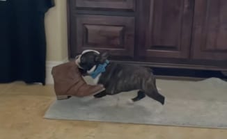 「これはボクの！あれもボクの！！」床に置かれた荷物は全部自分のものにして運んで行ってしまうフレンチトンの子犬