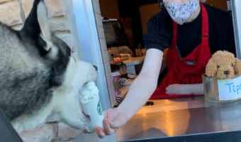 「それ！それを待ってたんよ！！」スターバックスの店員さんが差し出した『パプカップ』をすっごい勢いで取っていくハスキーの子犬