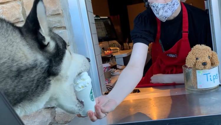 「それ！それを待ってたんよ！！」スターバックスの店員さんが差し出した『パプカップ』をすっごい勢いで取っていくハスキーの子犬
