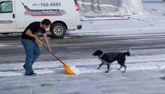 雪かきが大好きなボーダーコリー。飼い主さんが除ける雪から視線を逸らさず追って行き・・・、ちゃっかり雪遊びをしてもらっていました