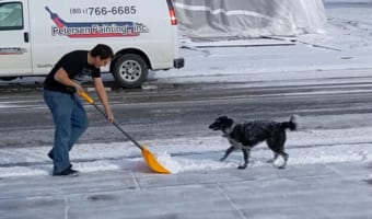 雪かきが大好きなボーダーコリー。飼い主さんが除ける雪から視線を逸らさず追って行き・・・、ちゃっかり雪遊びをしてもらっていました
