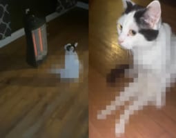 「ここは絶対ゆずらニャい」あたたかいストーブの前という特等席に陣取る猫。その座る姿にビックリ！