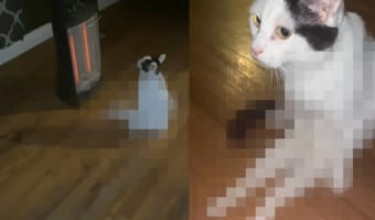 「ここは絶対ゆずらニャい」あたたかいストーブの前という特等席に陣取る猫。その座る姿にビックリ！