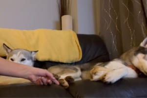 寝転んでいるハスキーの肉球をコチョコチョとくすぐったら・・・、隣にいた別のハスキーがとばっちりで痛い目に遭ったのでした