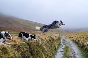 仲良く走る3匹のボーダーコリーの道路の横切り方は三者三様！カッコいい大ジャンプを披露する子もいれば・・・