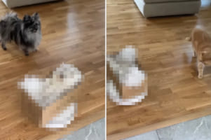 登場人物全員困惑？ロボット掃除機に乗せられた箱に入って移動していく猫と、その姿を怪訝そうに眺めるお仲間たち