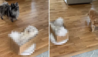 登場人物全員困惑?ロボット掃除機に乗せられた箱に入って移動していく猫と、その姿を怪訝そうに眺めるお仲間たち