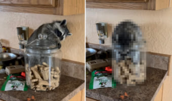 「この蓋を開けさえすれば・・・」自力でおやつにありついた、器用で賢いアライグマ