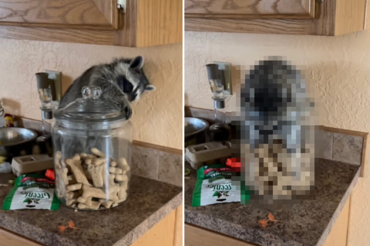 「この蓋を開けさえすれば・・・」自力でおやつにありついた、器用で賢いアライグマ