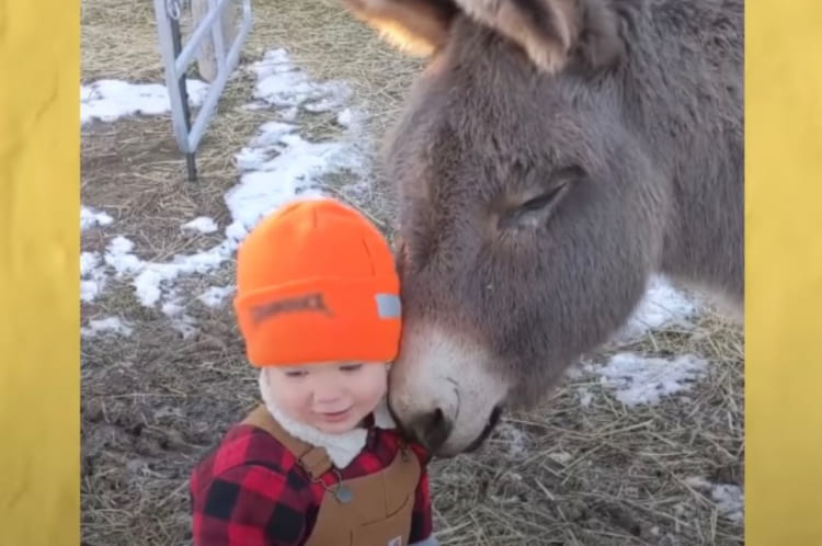 仲良く顔をくっつけたり、歌を歌ってあげたり。きょうだいのような関係のロバと男の子