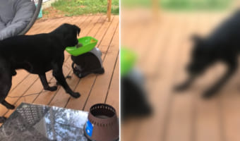 反射神経がよすぎて、スゴいんだけど「なんか違う・・・」となるセルフキャッチボールで遊ぶ子犬
