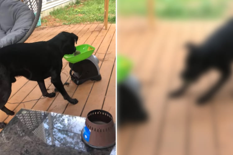 反射神経がよすぎて、スゴいんだけど「なんか違う・・・」となるセルフキャッチボールで遊ぶ子犬