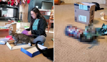忙しい時は「猫の手も借りたい」と言うけれど・・・。クリスマスプレゼントのラッピング作業で大忙しな時に、猫の手を借りようとしたら・・・こうなった