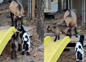 お姉ちゃんに初めて会った弟ヤギたち。いい子に挨拶できるかと思いきや・・・、一匹を思いもよらぬアクシデントが襲いました！！