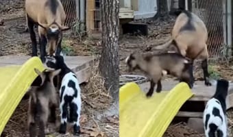 お姉ちゃんに初めて会った弟ヤギたち。いい子に挨拶できるかと思いきや・・・、一匹を思いもよらぬアクシデントが襲いました!!