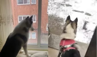 初めて見る雪を興味津々な様子で窓から眺めていたハスキー犬。雪の中お散歩に出られてテンション爆上がり!!