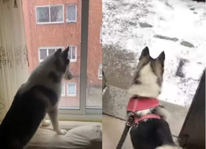 初めて見る雪を興味津々な様子で窓から眺めていたハスキー犬。雪の中お散歩に出られてテンション爆上がり！！