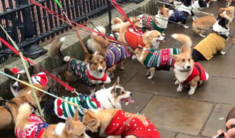 エリザベス女王にご挨拶？ロンドンの宮殿前で開催された『コーギーの集い』がかわいすぎる！！