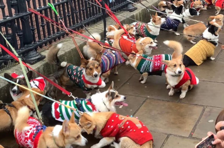 エリザベス女王にご挨拶？ロンドンの宮殿前で開催された『コーギーの集い』がかわいすぎる！！