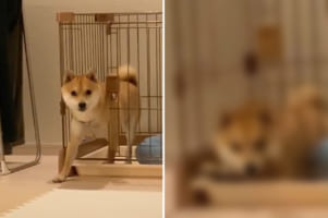 叱られてお部屋で反省中のはずなのに・・・、脱出しようとしたところを見られて拗ねちゃった柴犬。その姿がなんとも愛おしい！