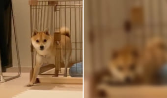 叱られてお部屋で反省中のはずなのに・・・、脱出しようとしたところを見られて拗ねちゃった柴犬。その姿がなんとも愛おしい!