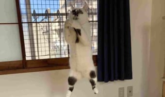 猫がタコの力で宙に浮いているみたい?!?!?その瞬間を捉えた写真が、なんだか ツッコミどころ満載すぎる!!