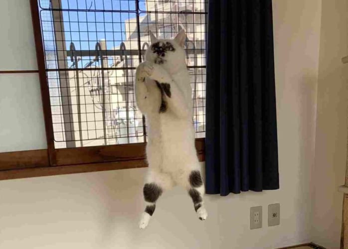 猫がタコの力で宙に浮いているみたい？！？！？その瞬間を捉えた写真が、なんだか ツッコミどころ満載すぎる！！