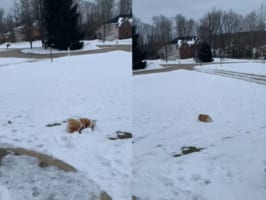「これが最高に楽しいのよ！」転がってから雪の斜面を滑っていく子犬