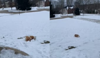 「これが最高に楽しいのよ!」転がってから雪の斜面を滑っていく子犬