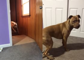 この部屋に来ると踊りたくなるなあ！飼い主さんの娘ちゃんの部屋で犬がスピンして踊る！！