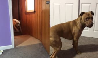 この部屋に来ると踊りたくなるなあ!飼い主さんの娘ちゃんの部屋で犬がスピンして踊る!!