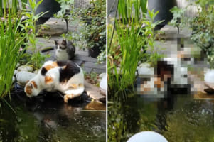 飼い主さんもビックリ！お友達が池の水を飲んでいるところに愛猫がとんでもないイタズラをしかけました！！