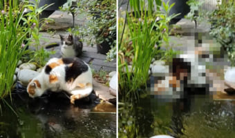飼い主さんもビックリ！お友達が池の水を飲んでいるところに愛猫がとんでもないイタズラをしかけました！！