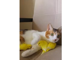 猫と鳥は大の仲良し！猫は鳥を抱き枕にしたり、鳥は猫のそばにいて布団にしているみたい！！