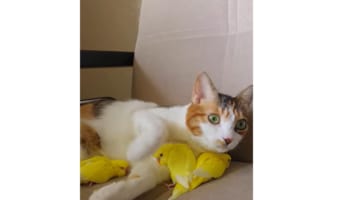猫と鳥は大の仲良し！猫は鳥を抱き枕にしたり、鳥は猫のそばにいて布団にしているみたい！！