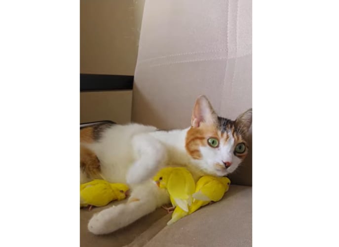猫と鳥は大の仲良し！猫は鳥を抱き枕にしたり、鳥は猫のそばにいて布団にしているみたい！！