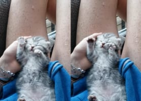 どんな夢を見ているんだろ？ぐっすり寝ている子猫が、なにもない宙をコネコネコネコネ