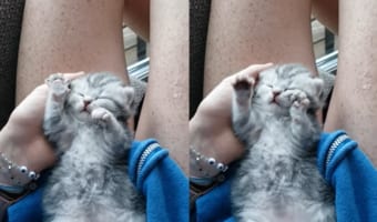 どんな夢を見ているんだろ?ぐっすり寝ている子猫が、なにもない宙をコネコネコネコネ