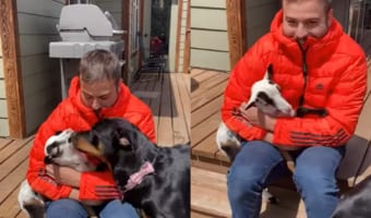 「この子かわいいワンね!」男性が抱いている子羊のかわいさにメロメロになった犬。子羊のことをペロペロ舐めてご挨拶!