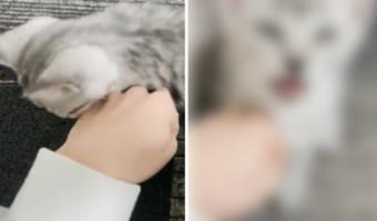 指しゃぶりが大好きな子猫に、飼い主さんが手をグーにして差し出したら・・・。大きな声で怒られてしまいました！！